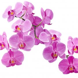 ЦВЕТЫ 33 (орхидеи)